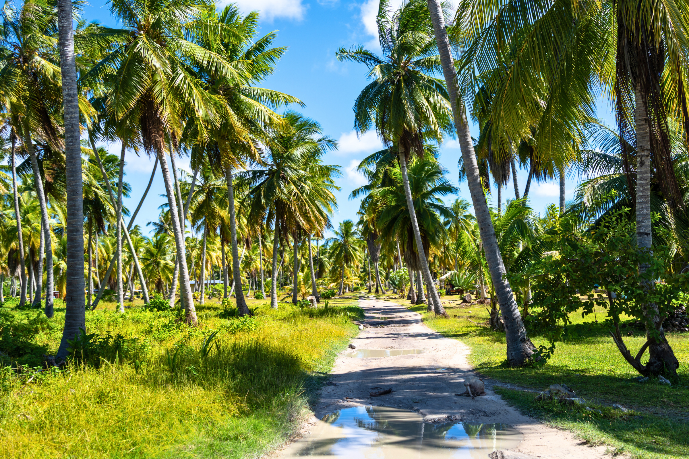 tikehau atoll (4).webp